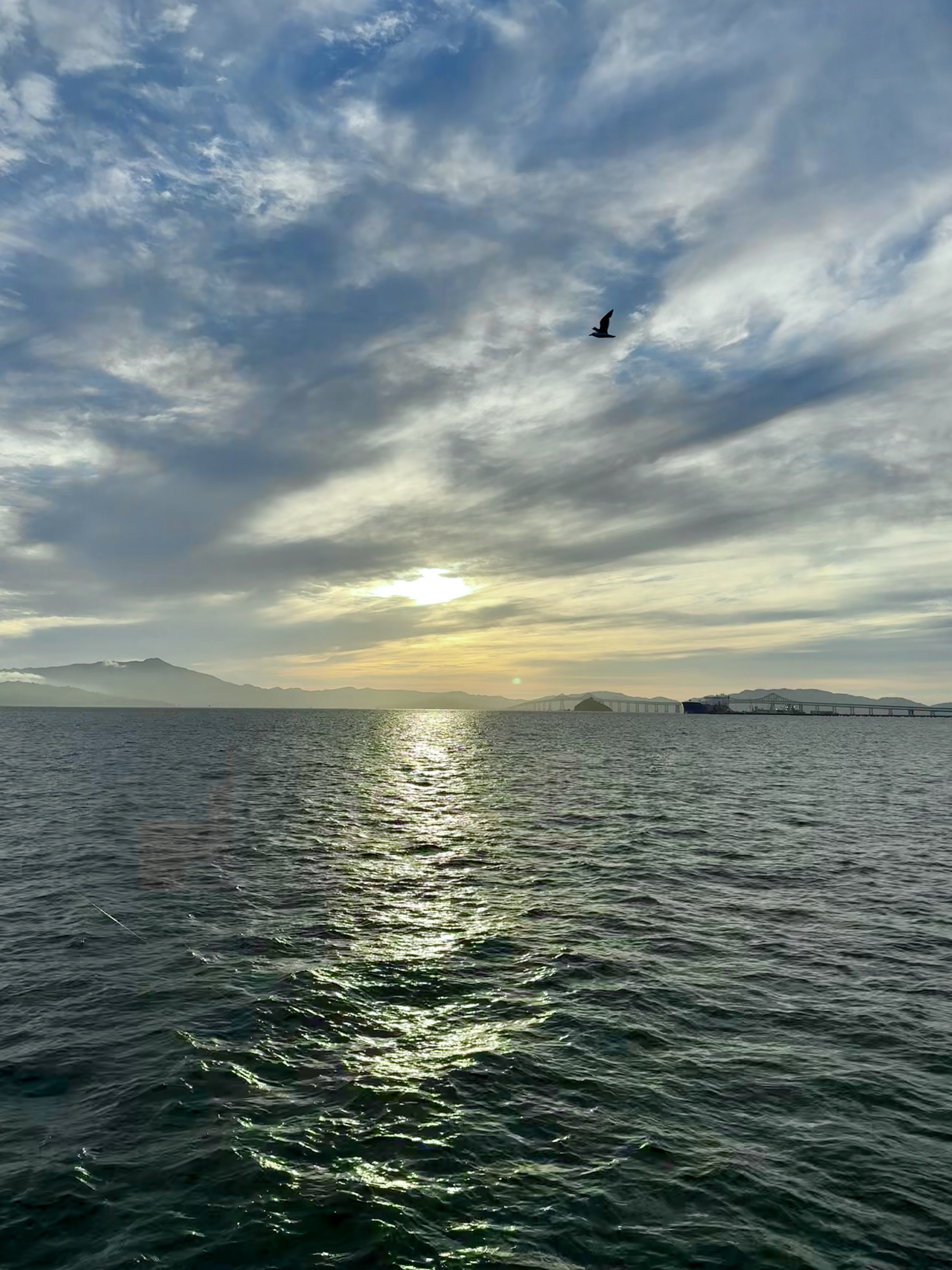Sunset view with sea gull in San Francisco Bay from Richmond