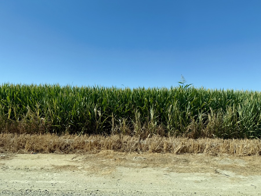 Photograph of Field Corn in Kern County, California — road trip view, July 22, 2026