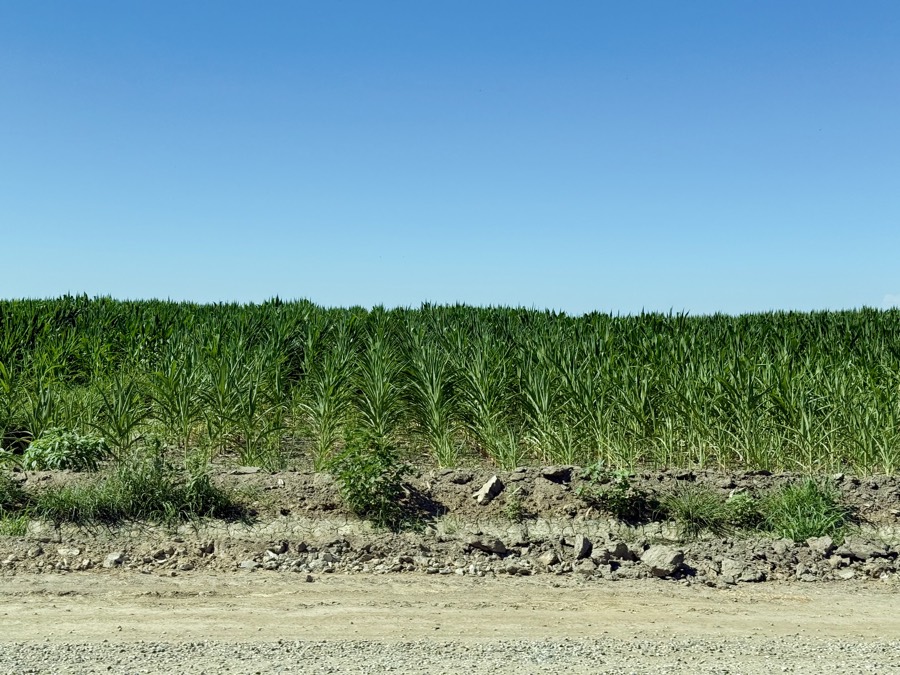 Photograph of Field Corn in Kern County, California — road trip view, July 22, 2026
