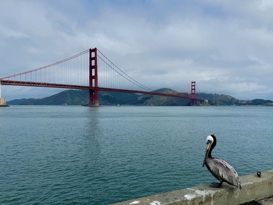 Photograph of Golden Gate Bridge with a pelican in San Francisco, California — landmark, 2026-05-23