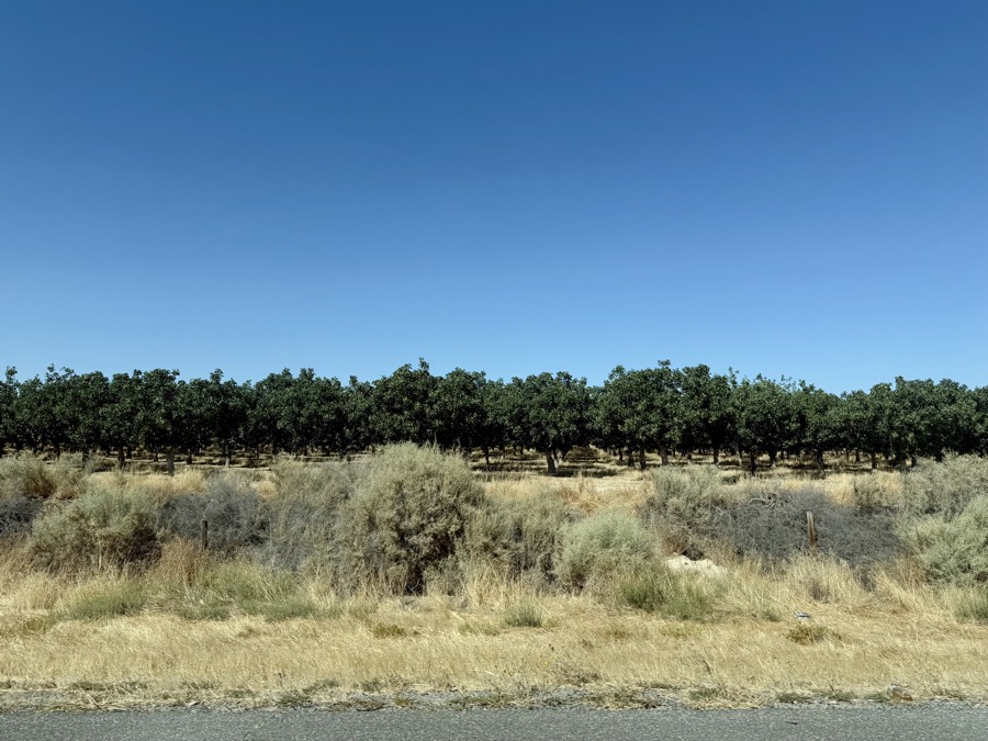 Photograph of Pistachio Orchard in Kern County, California — road trip view, July 22, 2026