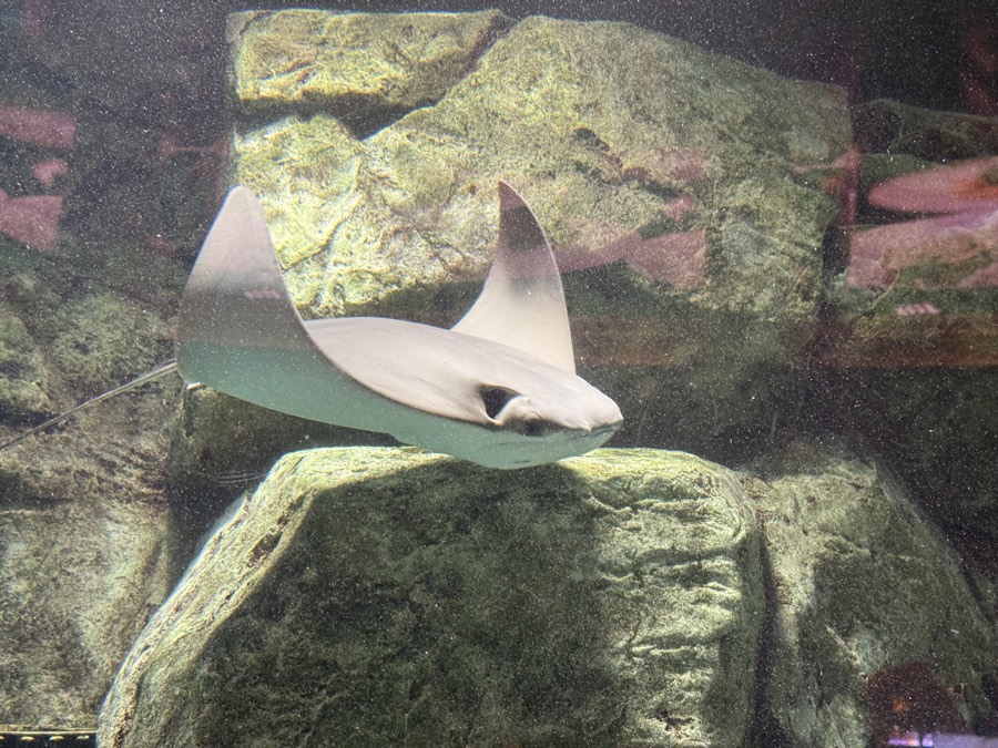 Photograph of Stingray in Fall of Atlantis Show, Caesars Palace, Las Vegas, Nevada — nature landscape, July 21, 2026